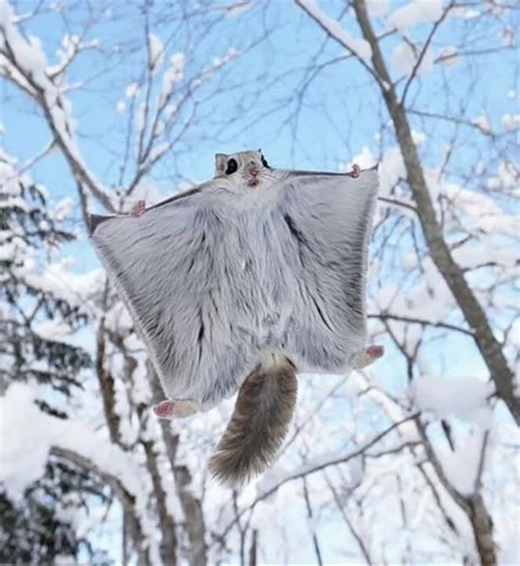 🔝 In Japanese culture, squirrels (リス risu) symbolize cleverness and diligence 📍 There are two native species of flying squirrels in 🗾 Japan:  1️⃣ The giant flying squirrel or musasabi (30 to 50… | Arantza Caballero González-Rojas