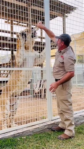 This big Kitty still loves his milk🤩 This is one beautiful liger and good thing there’s this fence in between us because he is massive😳 No matter how big he gets he still always love his milk and I’ll bet there to bottle feed him as this fence is here 😅 …... #Big #liger #amazing #wild #livingthedream | Jayprehistoricpets