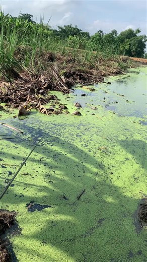 ปลาตาบอดหรือเรามันกาก ยักษ์ยางแก้คัน🤣#ยักษ์ยางแก้คัน #ยักษ์ยางแก้คัน🎣 #เด็กตกปลา #CapCut #ตกปลาช่อน