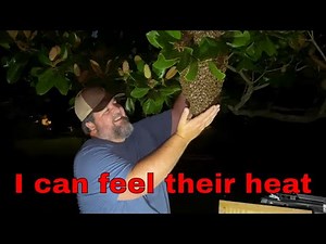 I Caught A Huge Late Season Swarm Of Honey Bees!