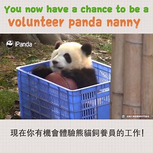 71K views · 7.1K reactions | Welcome to 2019 Worldwide Giant Panda Keeper Volunteer Program hosted by iPanda! Click https://www.facebook.com/events/421826488468334/ for more information. #PandaTime #VolunteerProgram2019 #BestJobInTheWorld #PandaPlease | iPanda | Facebook