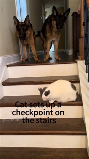 Cat set up a checkpoint and the dogs are too scared to pass!#CatCheckpoint #DogsScaredOfCats