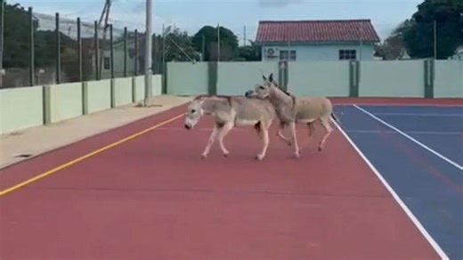 Two donkeys run into a basketball court and interrupt the game