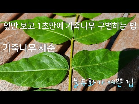 이걸 몰랐다니! 가죽나무 구별 너무 간단해요! 불두화를 마당에 심은 집, 가죽나무 새순, Varnish tree, シンジュ, 소태나무과 (Simaroubaceae),경기도 부천