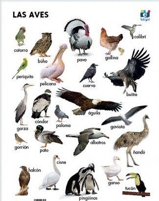 Tipos de Aves y Caracteristicas con Ejemplos - Areaciencias