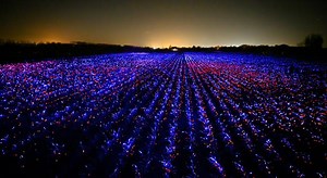 Mostraron impresionante iluminación en cultivo de Países Bajos 📸🎥