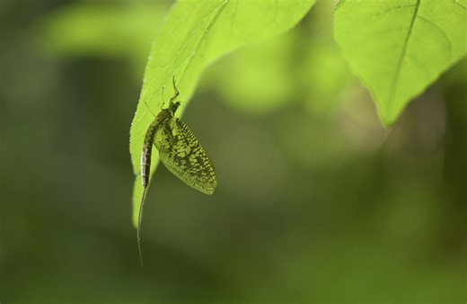 Pennsylvania Green Drake Hatch: Timing, Rivers & Tactics