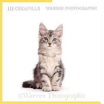 L'évolution d'un chat résumée en 20 secondes