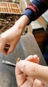 Breeder or King Bee #easy #fbreels #beekeeper | Beehub Reely