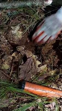 Short #180 - Buckle up for this find, Metal Detecting with the Nokta Makro Simplex. #metaldetecting