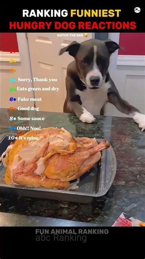 Hungry dog reaction