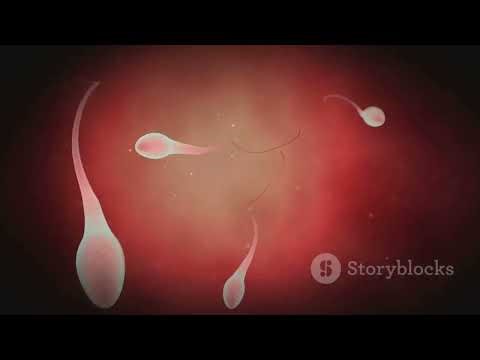 Inside the Male Reproductive System: A Deep Dive!