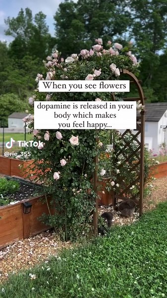 The Benefits of Aromatherapy with Lavender Essential Oil