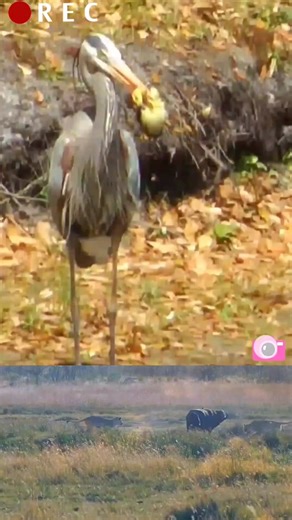 Do Herons Eat Duck? Understanding Predator-Prey Relationships in the Animal Kingdom