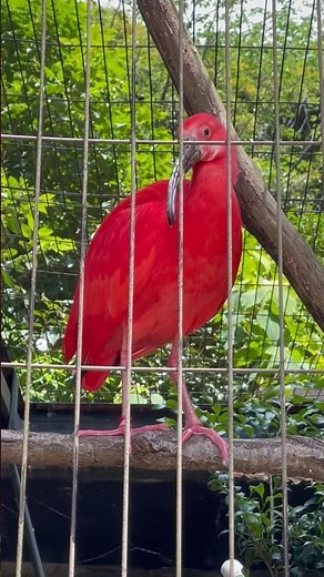 #shorts ショウジョウトキ 千葉市動物公園にて 2023年5月27日