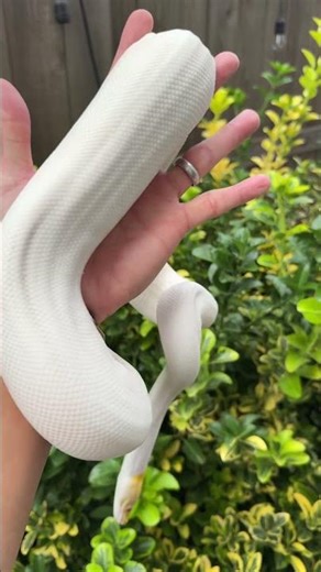 Albino Pied girl almost ready for the new season! #ballpythons #snakes #reptiles #albino #piebald