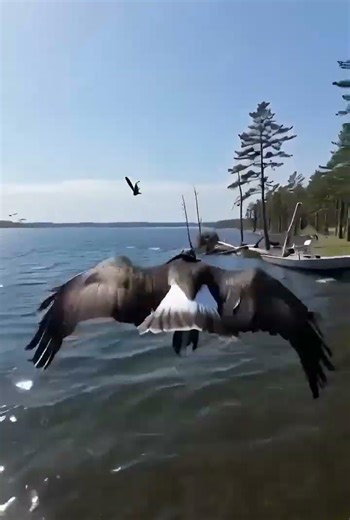 Flying With an Osprey | Bird Camera POV