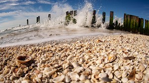 Florida is home of the 'Seashell Capital of the World.' Here's where and treasures you'll find