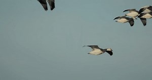 Snow Goose Bird Flock Geese Flying Stock Footage Video (100% Royalty-free) 3453691623 | Shutterstock