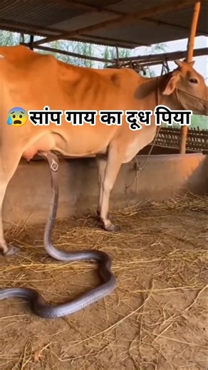 😨सांप और नेवला लड़ाई #minivlog #viralvideo