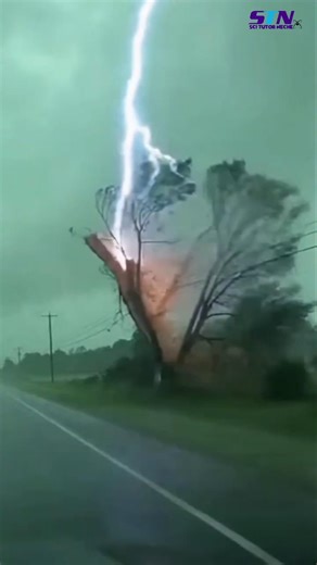 Lightening Destroy Tree