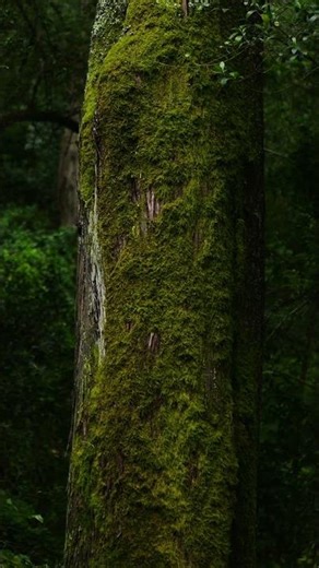 There's Something About Moss Growing That's Hypnotizing #nature #growth #healing #forest #relaxing
