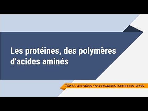 Les protéines, des polymères d'acides aminés