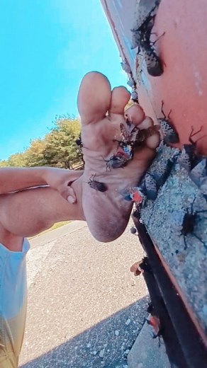 Chad Chechak on Instagram: "Saving the Homestead Smokestacks from a horde of Spotted Lanternflys! 者 Chemicals, Vacuums and Hoses are not necessary for me, all I need is my two feet~ #artistsoninstagram #reels #instagood #viral #spottedlanternfly #nature #giant #goodvibes #solesandtoes #blogger #epic #fypシ #insect #macrophotography #bigfeet #vlog #412day #pgh #crush #asmr #gts #beautiful #pov #onlyin412 #wrinkles #sunshine #tan #vlog"
