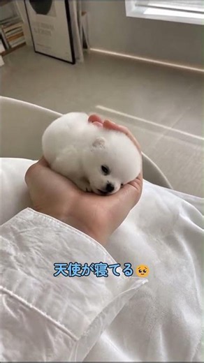 このサイズ、反則です…。🥹🐶#子犬, #犬のいる暮らし, #癒し