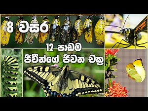 Grade 8 Science Unit 12 | Life Cycles | ජීවීන්ගේ ජිවන චක්‍ර