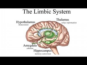 Limbic System Biochemistry || Brain Anatomy, Anatomy of the Human Brain