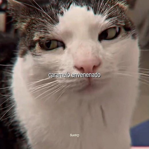 Dardos - Prince Royce y Romeo santos | lyrics | Cats | short