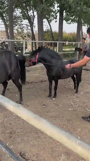 A Life of Love Raising Horses the Natural Way