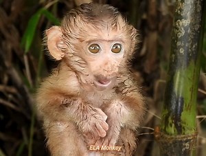 Monkey itchy eyes, he kept scratching until the little monkey's eyes | ELA Monkey