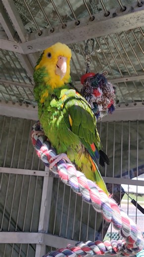Meet Scooby Dooby Doo! | Center for Avian Adoption, Rescue, and Education - Parrot Shelter