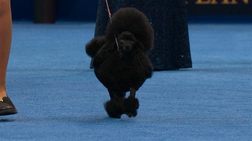 2025 NDS: Toy Poodle