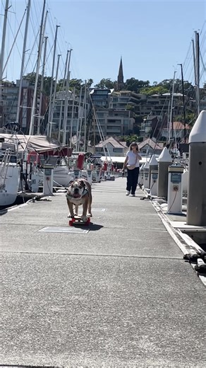The Cruising Yacht Club Of Australia hosted Animal Assistance Dogs Australia and Giotto the skateboarding bulldog today! Dr. Sam Haynes's Celestial V70 is supporting Animal Assistance Dogs Australia again for his 2025 race campaign. Read more about the Celestial program at rolexsydneyhobart.com | Rolex Sydney Hobart