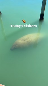 Manatees at our docks today! 😍 🌊 🥔 | Manasota Key Resort