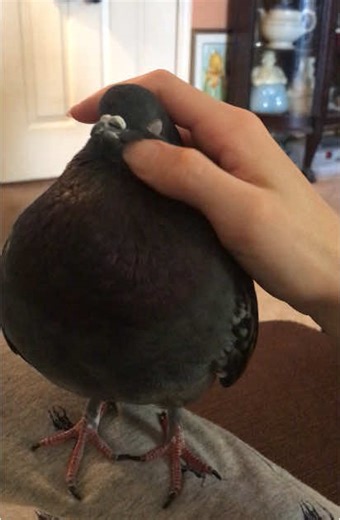Understanding Pigeon Behavior: A Fun Overview