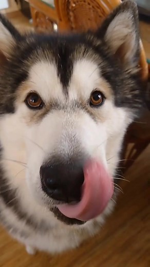 Снежок ❄️ on TikTok