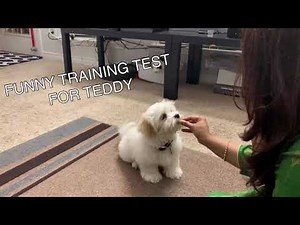 funny training tricks test for 12 weeks old shichon teddy bear puppy | Adorable pet| puppy training