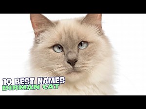 10 Best Names for Birman Cats!