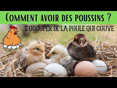 How to get chicks? 🐣 Taking care of a broody hen