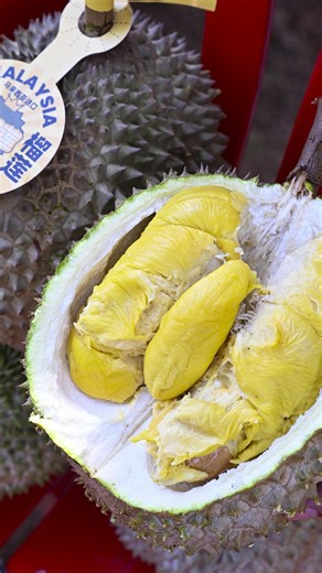 540 reactions · 7 comments | From the durian trees in Malaysia to the Chinese market, a durian’s cross-border adventure only takes 36 hours, staying fresh with cold chain all the way ! #durian #BlackThornDurian #ColdChainTransportation #China #Malaysia | China Pixels | Facebook
