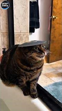 Funny cats!😅😅😅/Смешные котики😅😅😅 29