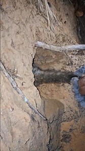 pulling the fox's tail