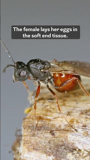 Local science: Parasitic wasps create nursery inside tree at Franklin Parker Preserve