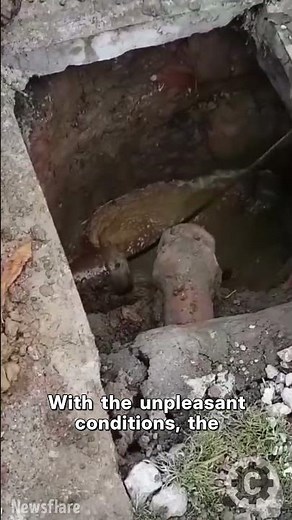 Worker Battles Horrific Smell While Clearing Blocked Sewer 🤢