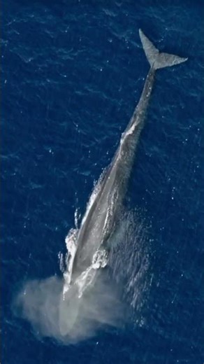 Timor-Leste Blue Whale Journey — A Once-in-a-Lifetime Encounter@ShubhAndKajal