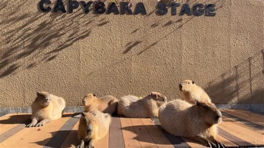 姫路セントラルパーク☆サファリ on Instagram: "カピバラまったりステージ☀️ #姫セン #カピバラ #姫路セントラルパーク #サファリ #動物 #アニマル #動物園 #テーマパーク #姫路 #兵庫 #日本 #カワイイ動物 #写真好きな人と繋がりたい #himejicentralpark #safari #himeji #hyogo #japan #zoo #animal #animals #ig_animals #instaanimal #instazoo #capybara"